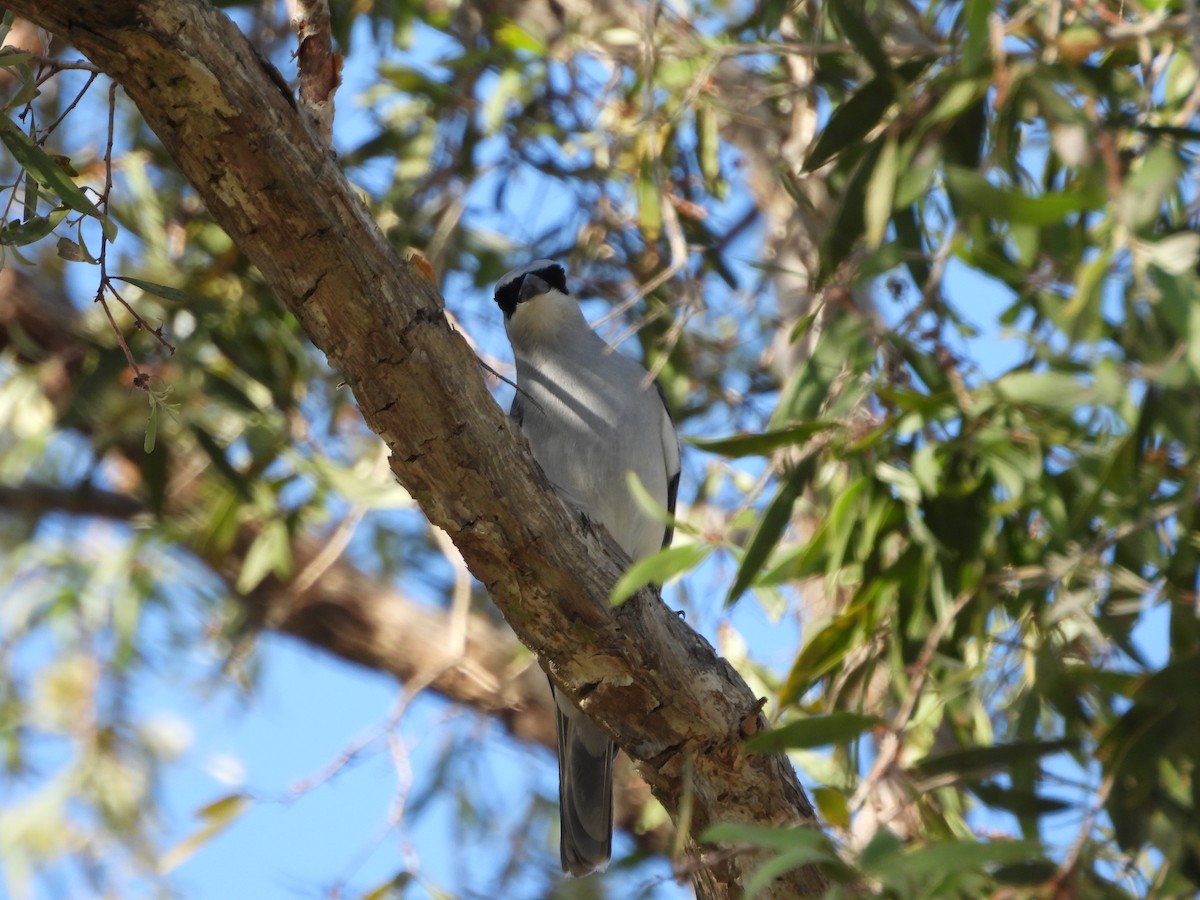White-bellied Cuckooshrike - ML643253099