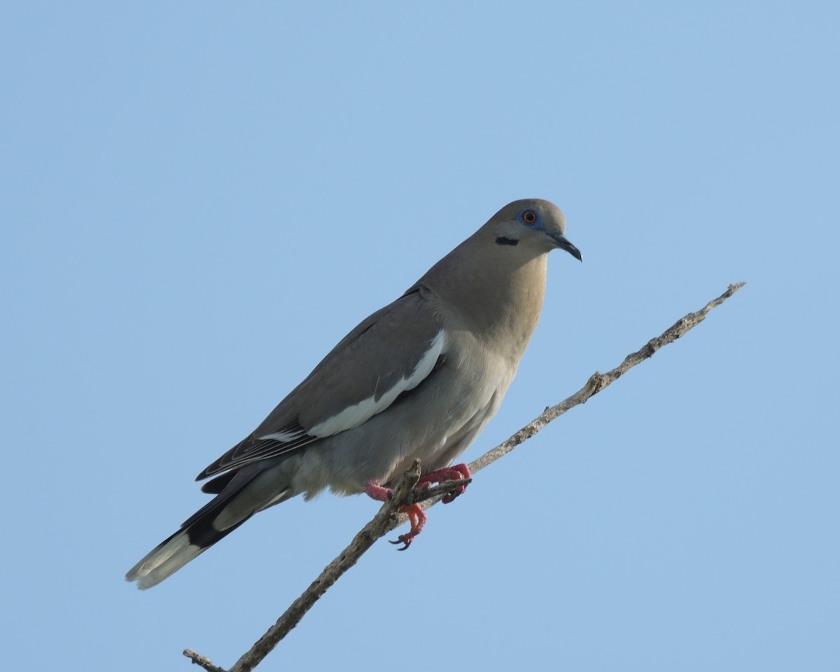 White-winged Dove - ML643253125