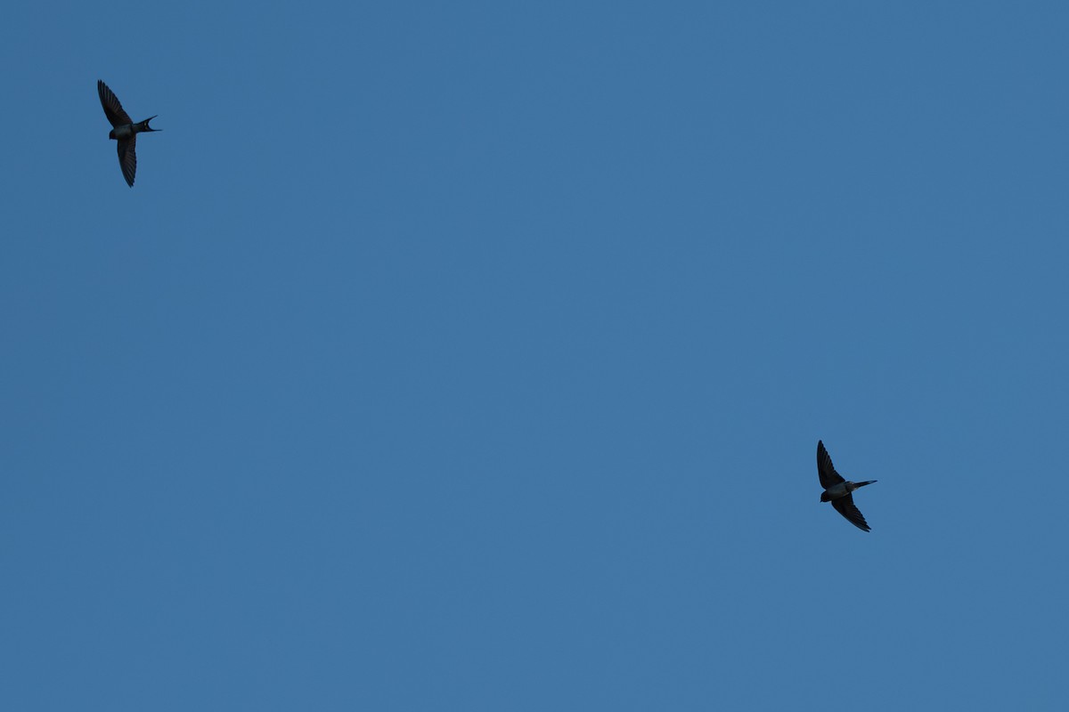 Welcome Swallow - ML643253129