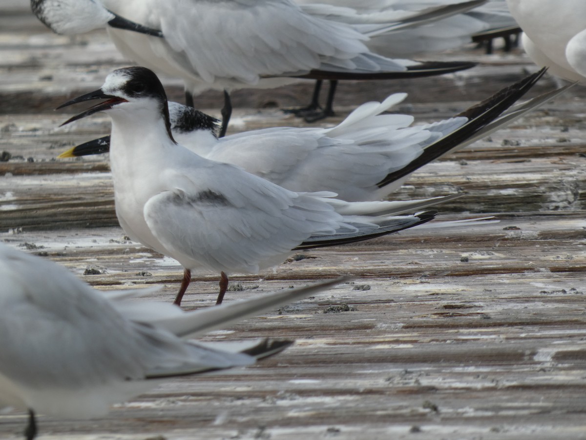 Roseate Tern - ML643253132