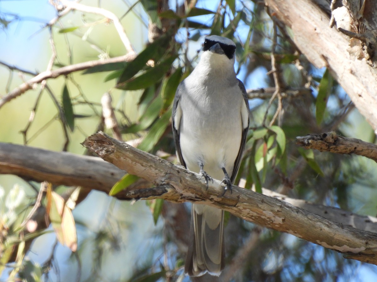White-bellied Cuckooshrike - ML643253153