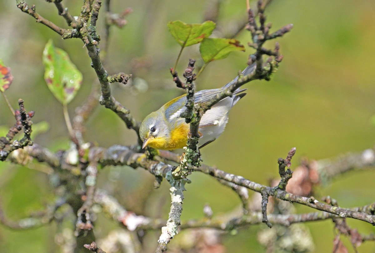 Parula Norteña - ML643253158