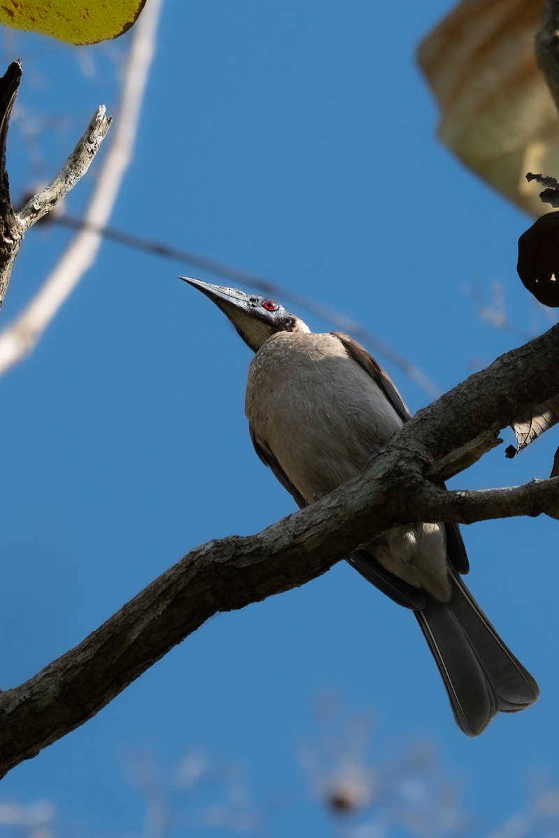 Helmeted Friarbird - ML643253160