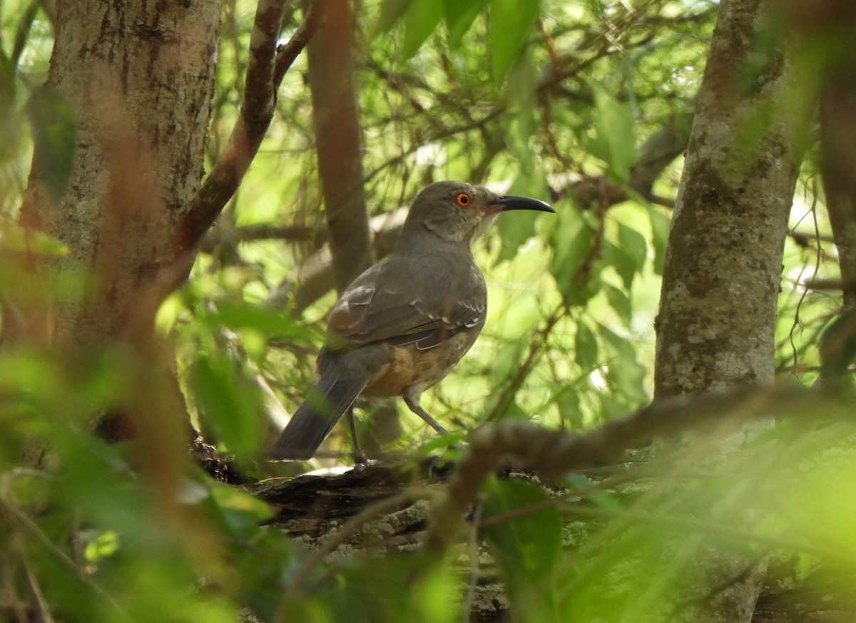 Curve-billed Thrasher - ML643253163