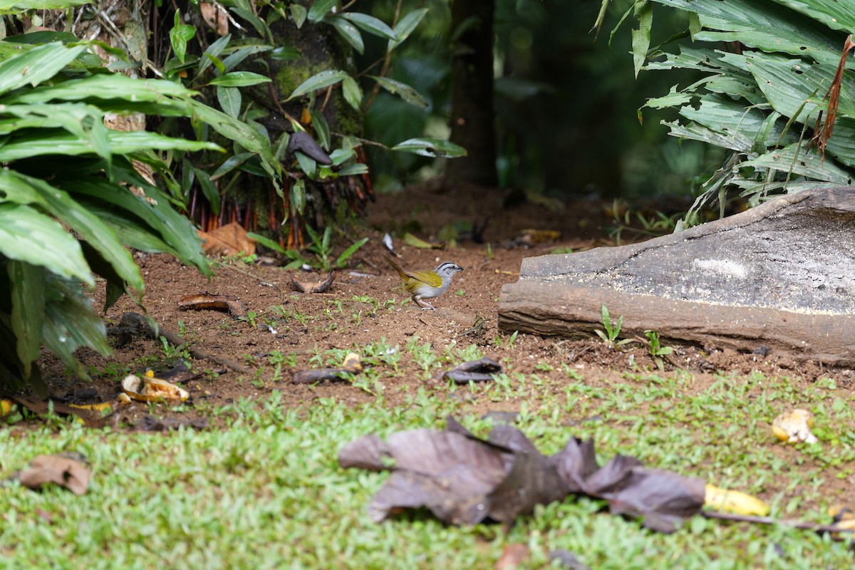 Black-striped Sparrow - ML643253176