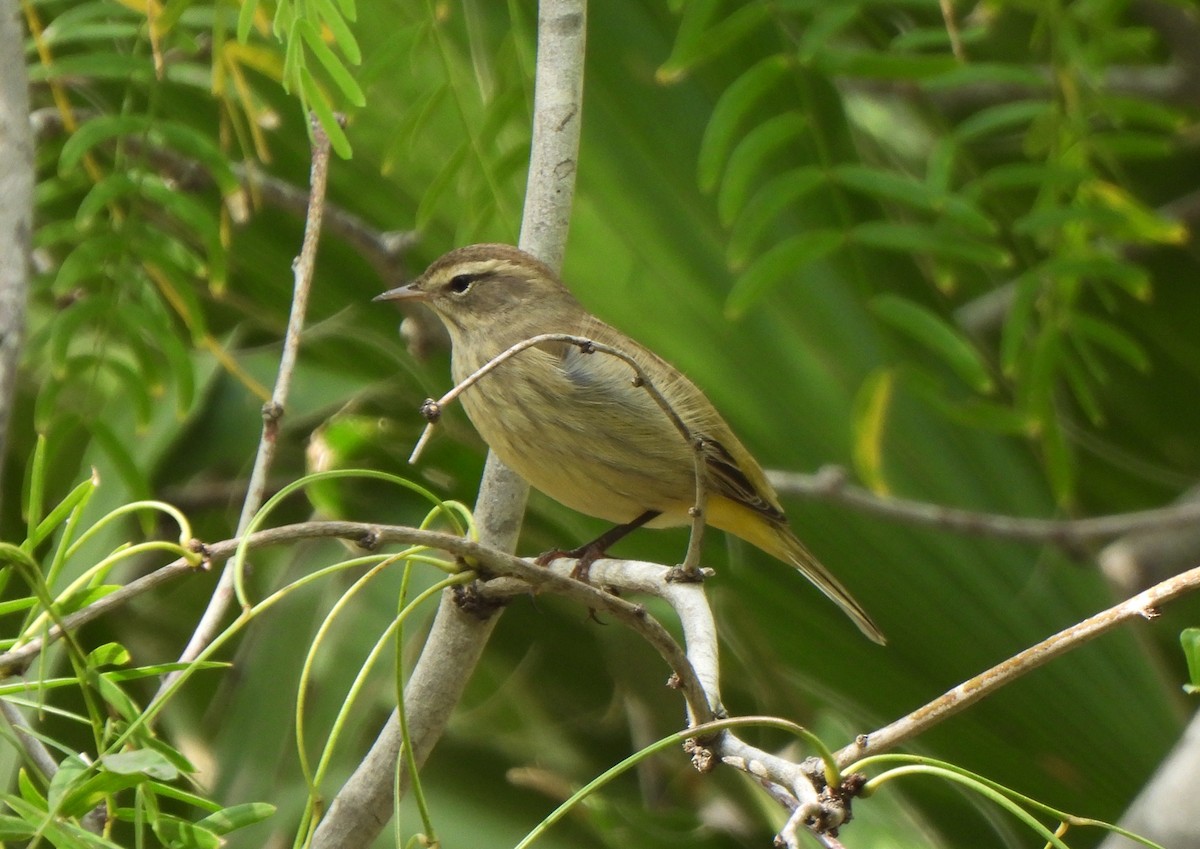 Palm Warbler - ML643253179
