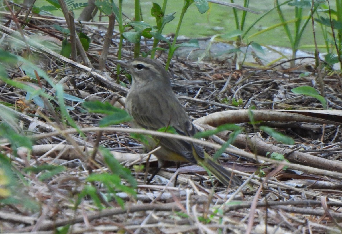 Palm Warbler - ML643253184