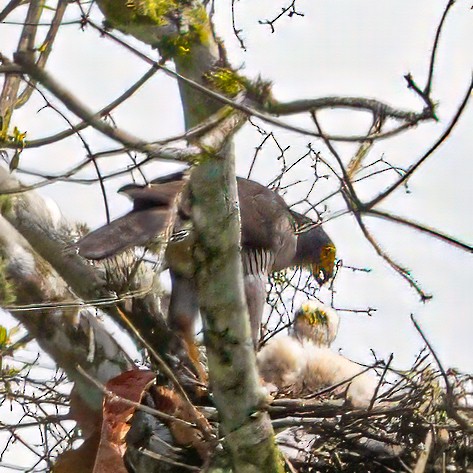 Ястреб-крошка - ML643253185