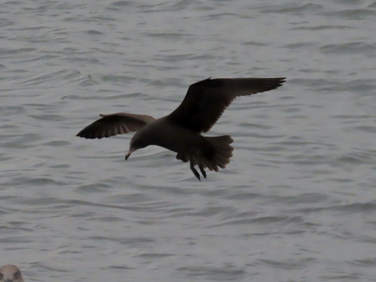 Heermann's Gull - ML643253186
