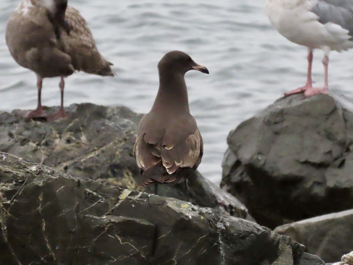 Heermann's Gull - ML643253187