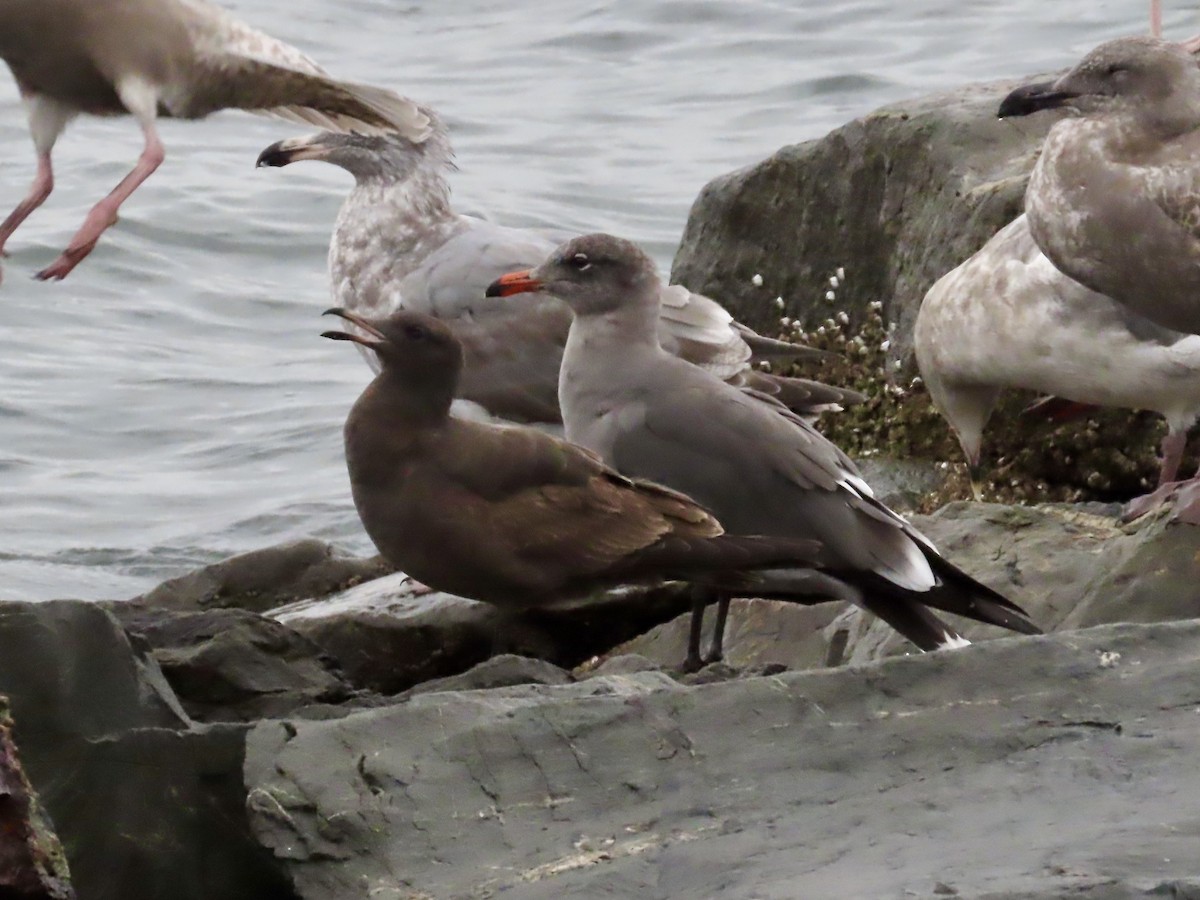 Heermann's Gull - ML643253188