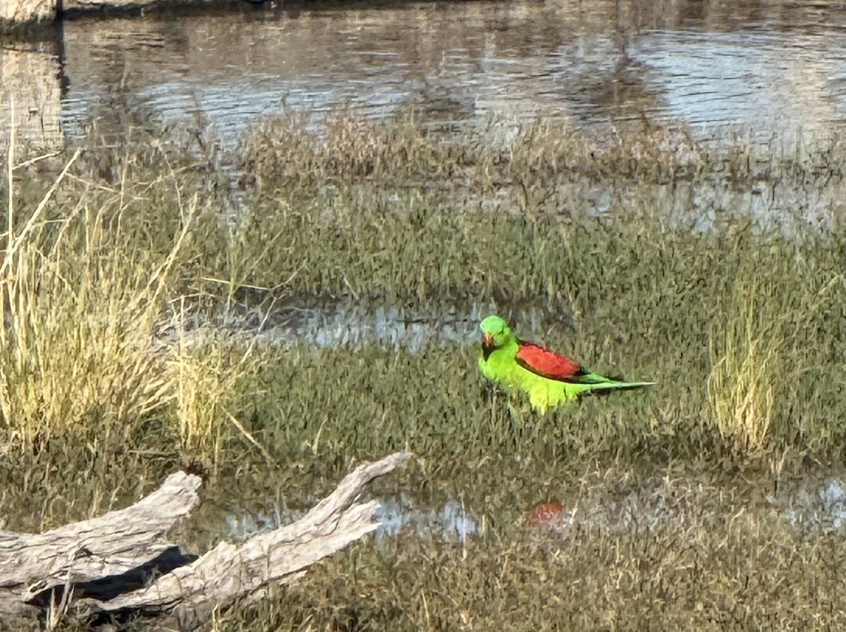 Red-winged Parrot - ML643253225