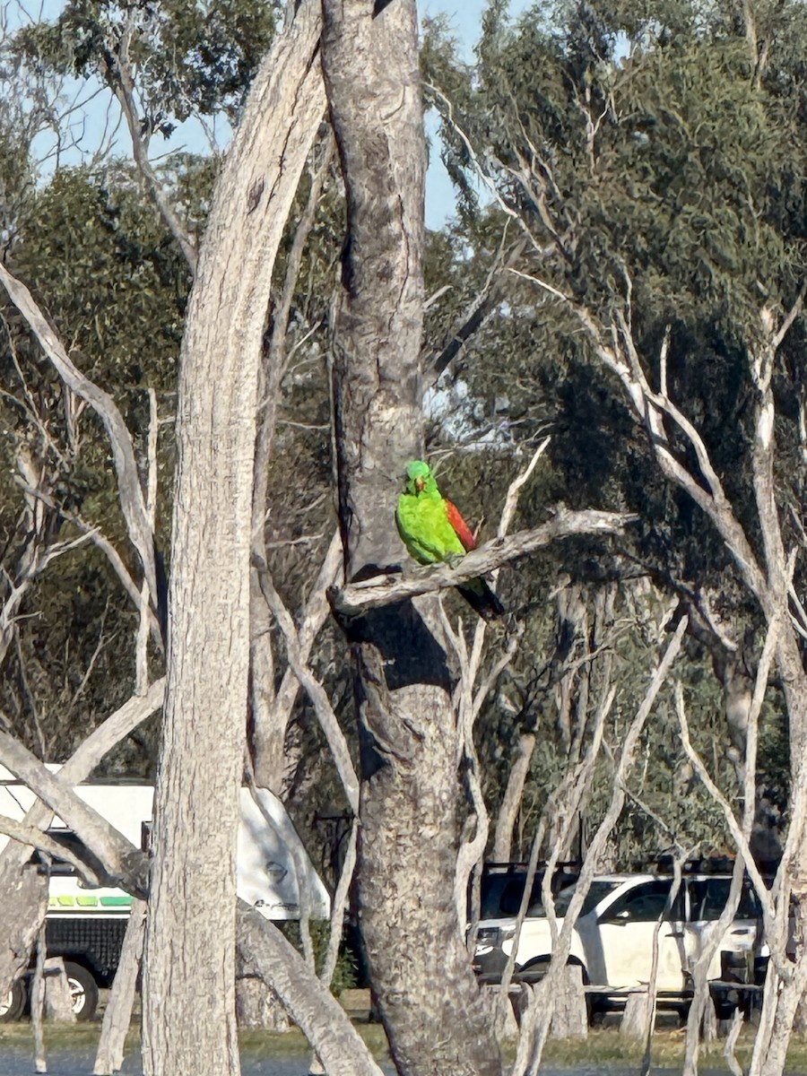 Red-winged Parrot - ML643253226