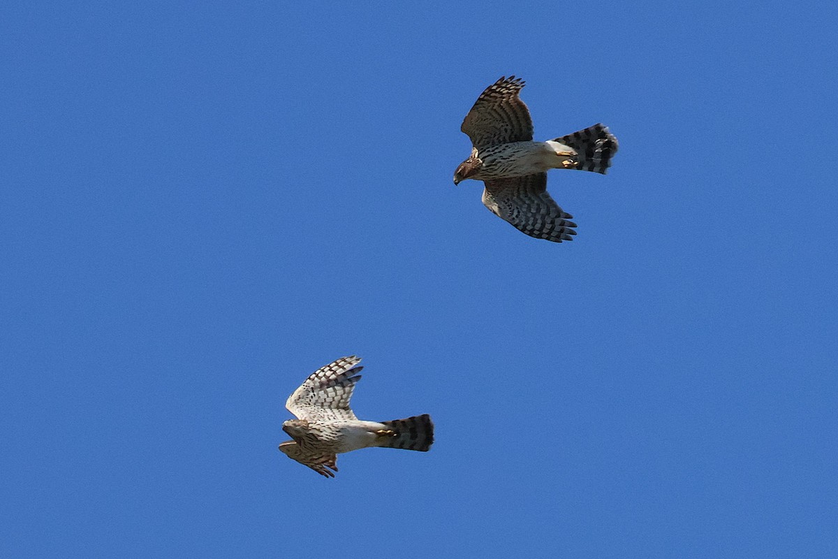 Cooper's Hawk - ML643253233