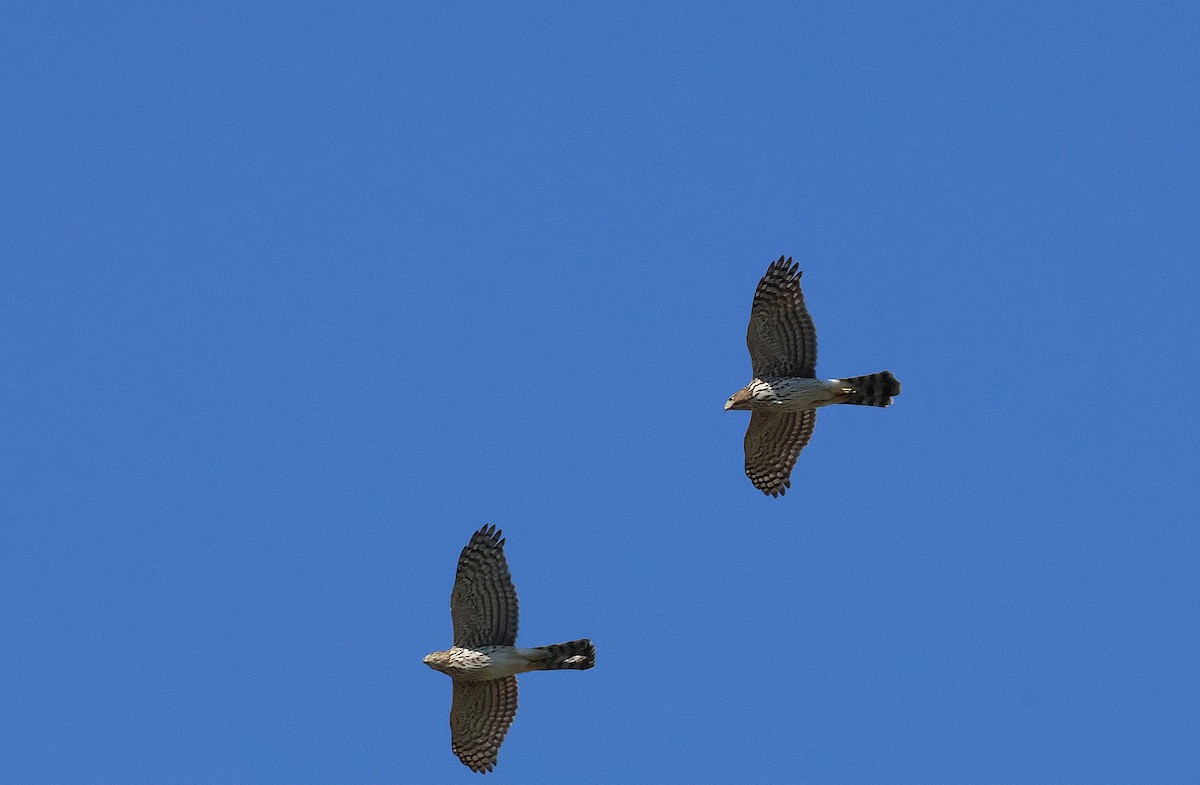 Cooper's Hawk - ML643253240