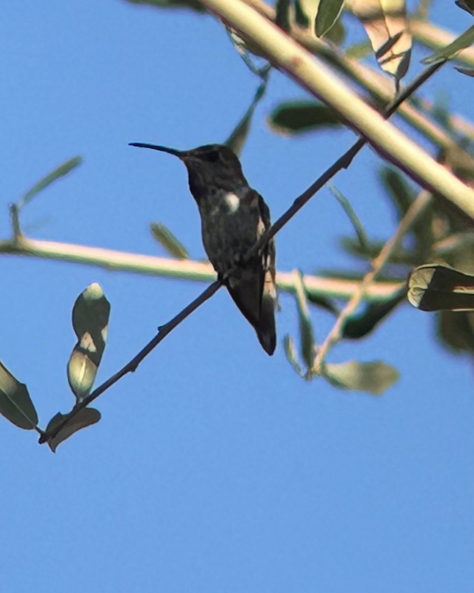 Allen's Hummingbird - ML643253257