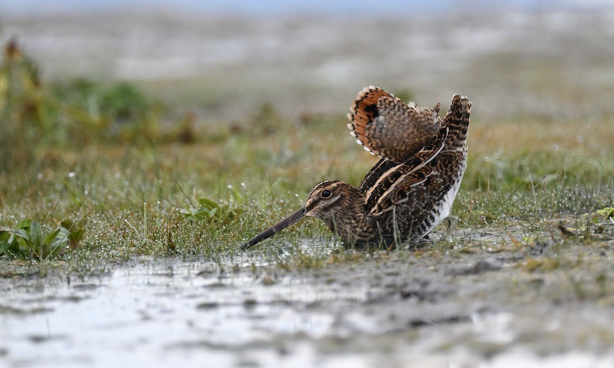 Wilson's Snipe - ML643253263