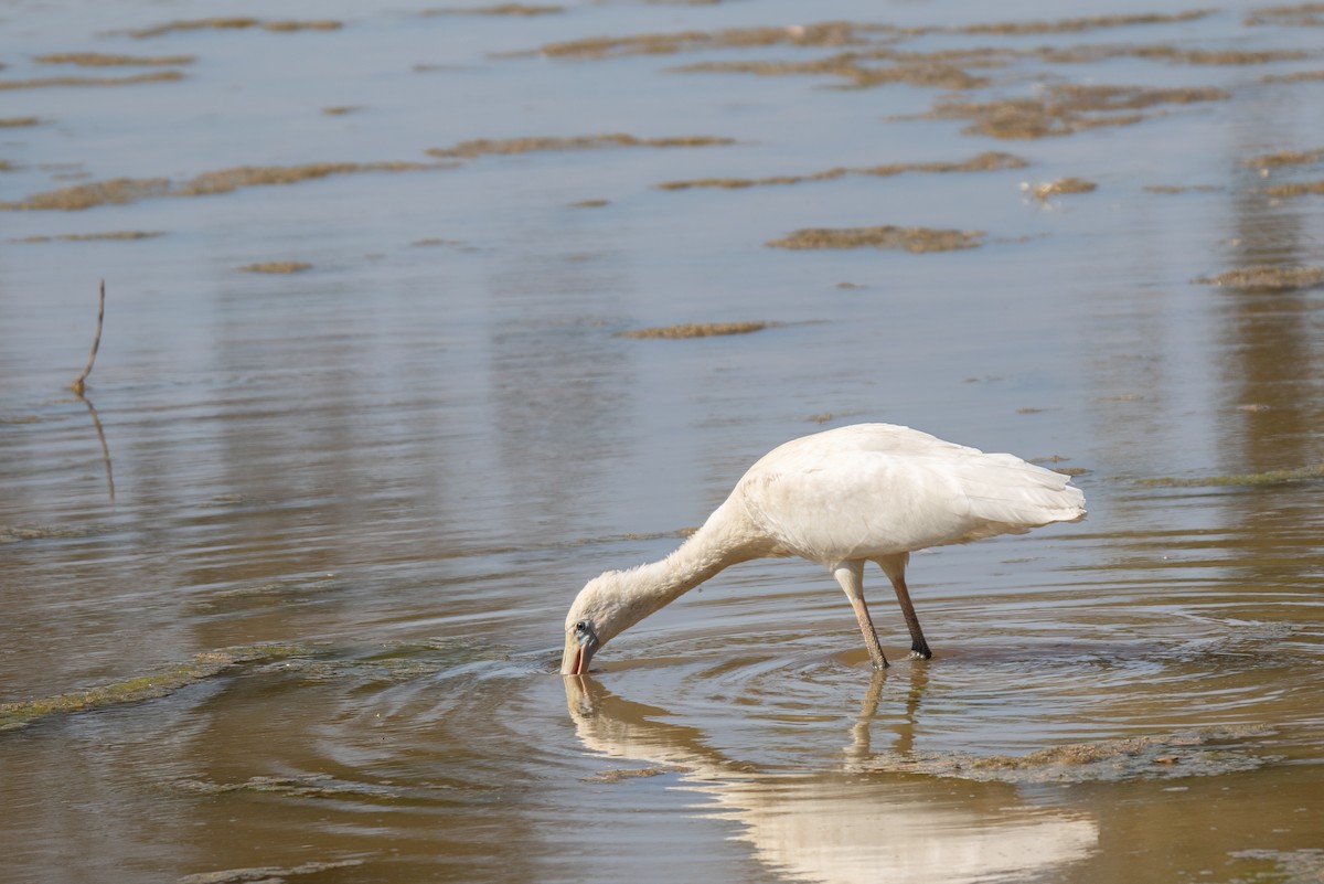 gulnebbskjestork - ML643253264