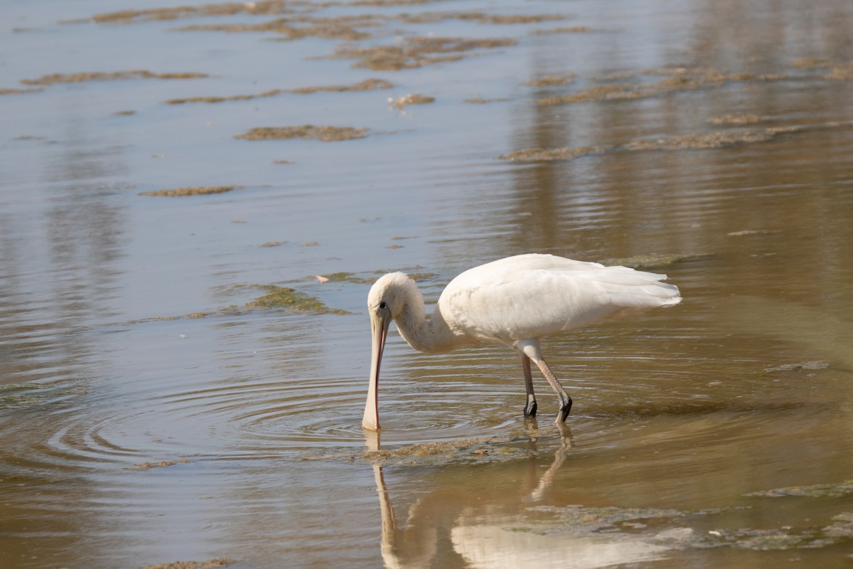 gulnebbskjestork - ML643253265