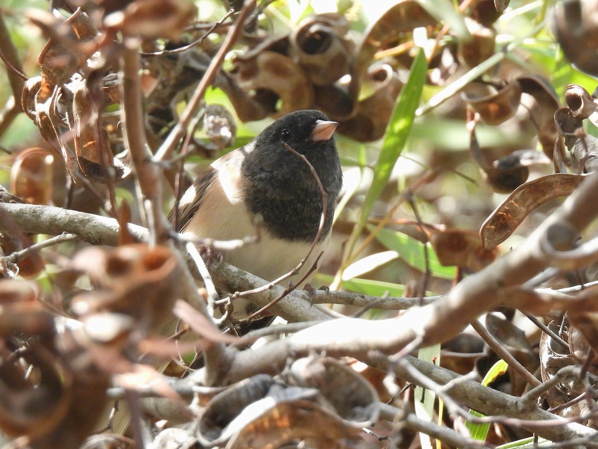 Dark-eyed Junco - ML643253270