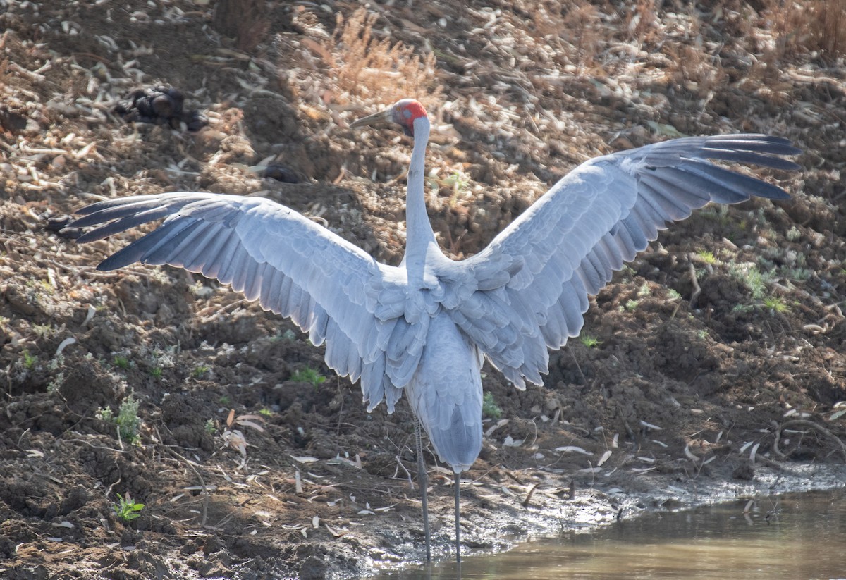 Brolga - ML643253272