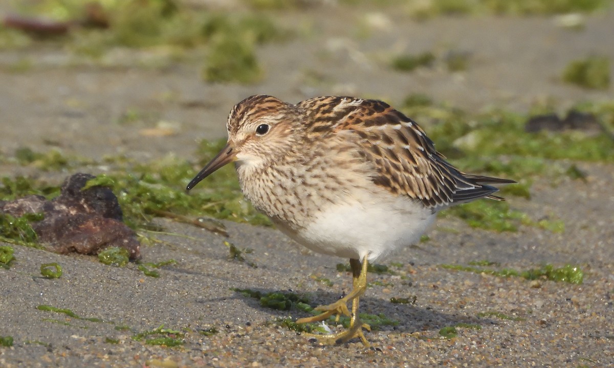 Pectoral Sandpiper - ML643253287