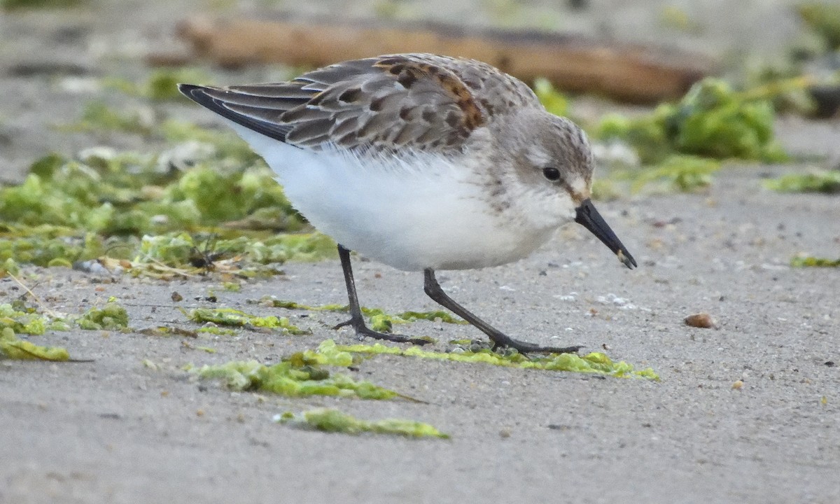 Western Sandpiper - ML643253306