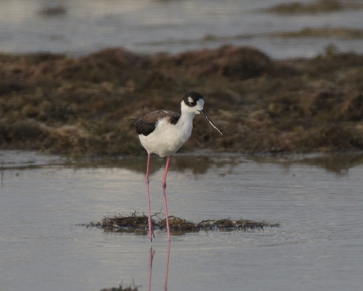 Black-necked Stilt - ML643253307