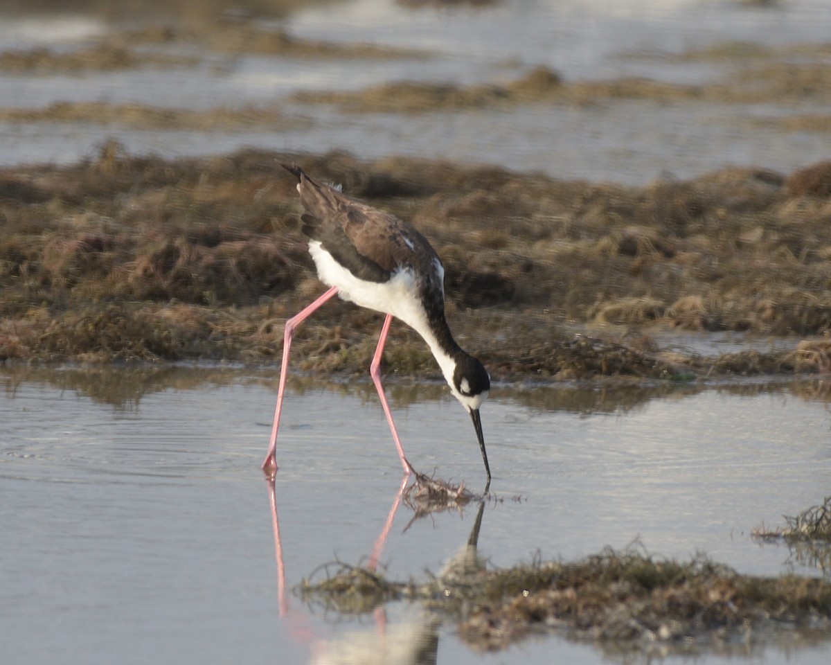 Black-necked Stilt - ML643253308