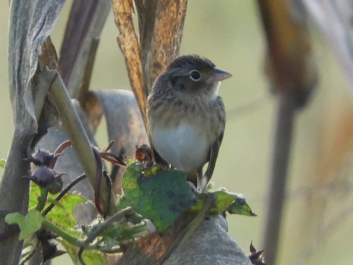 Grasshopper Sparrow - ML643253330