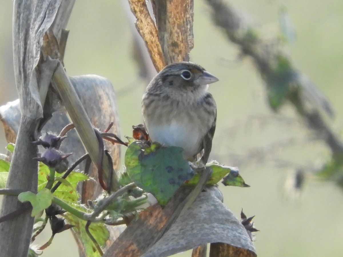 Grasshopper Sparrow - ML643253331