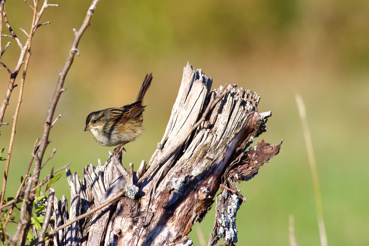 Swamp Sparrow - ML643253337