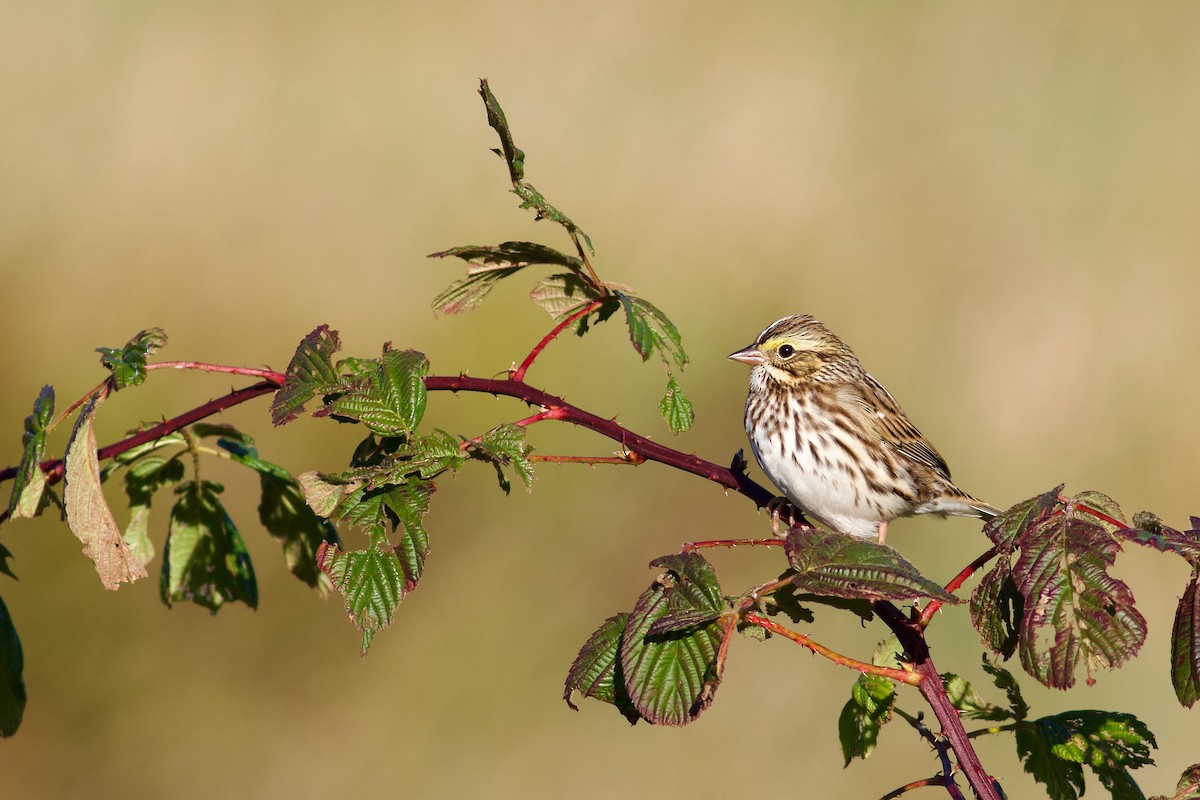 Savannah Sparrow - ML643253341