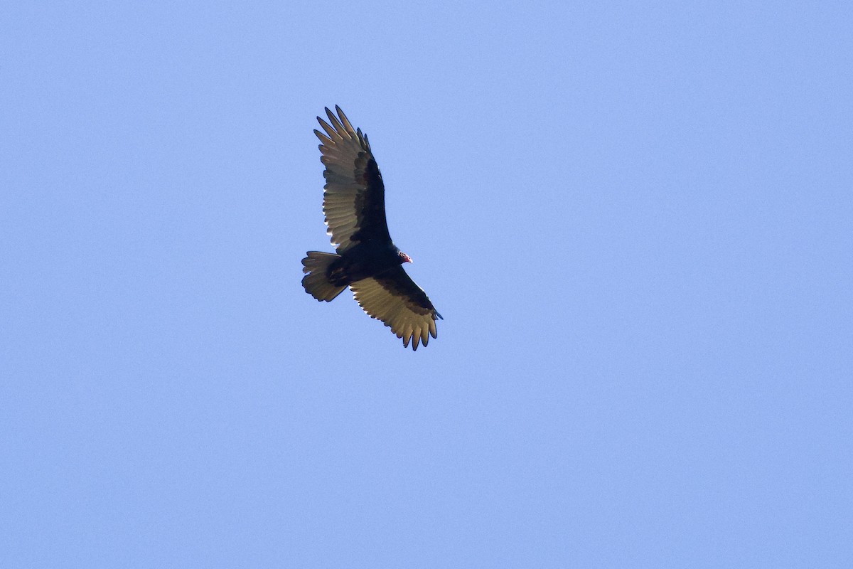 Turkey Vulture - ML643253345
