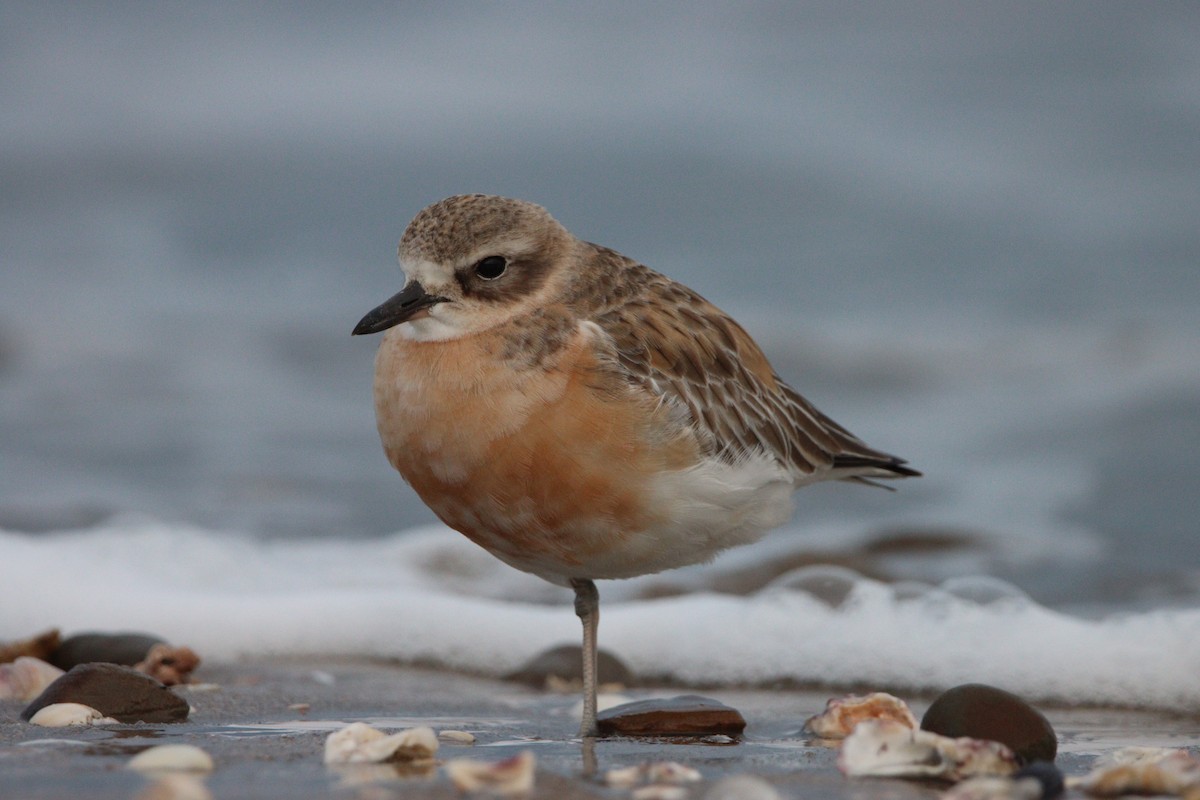 Red-breasted Dotterel (Northern) - ML643253349