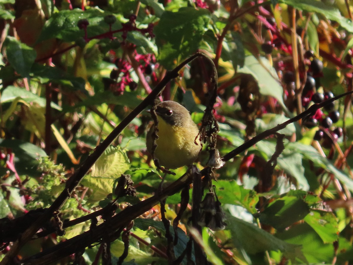 Common Yellowthroat - ML643253360