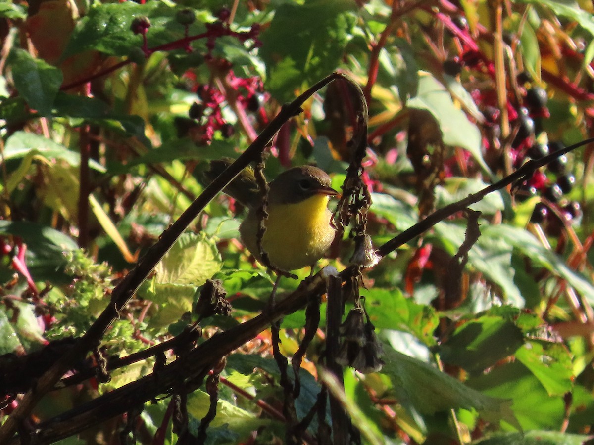 Common Yellowthroat - ML643253369