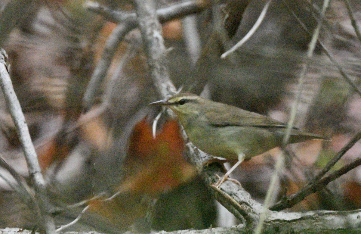 Swainson's Warbler - ML643253396