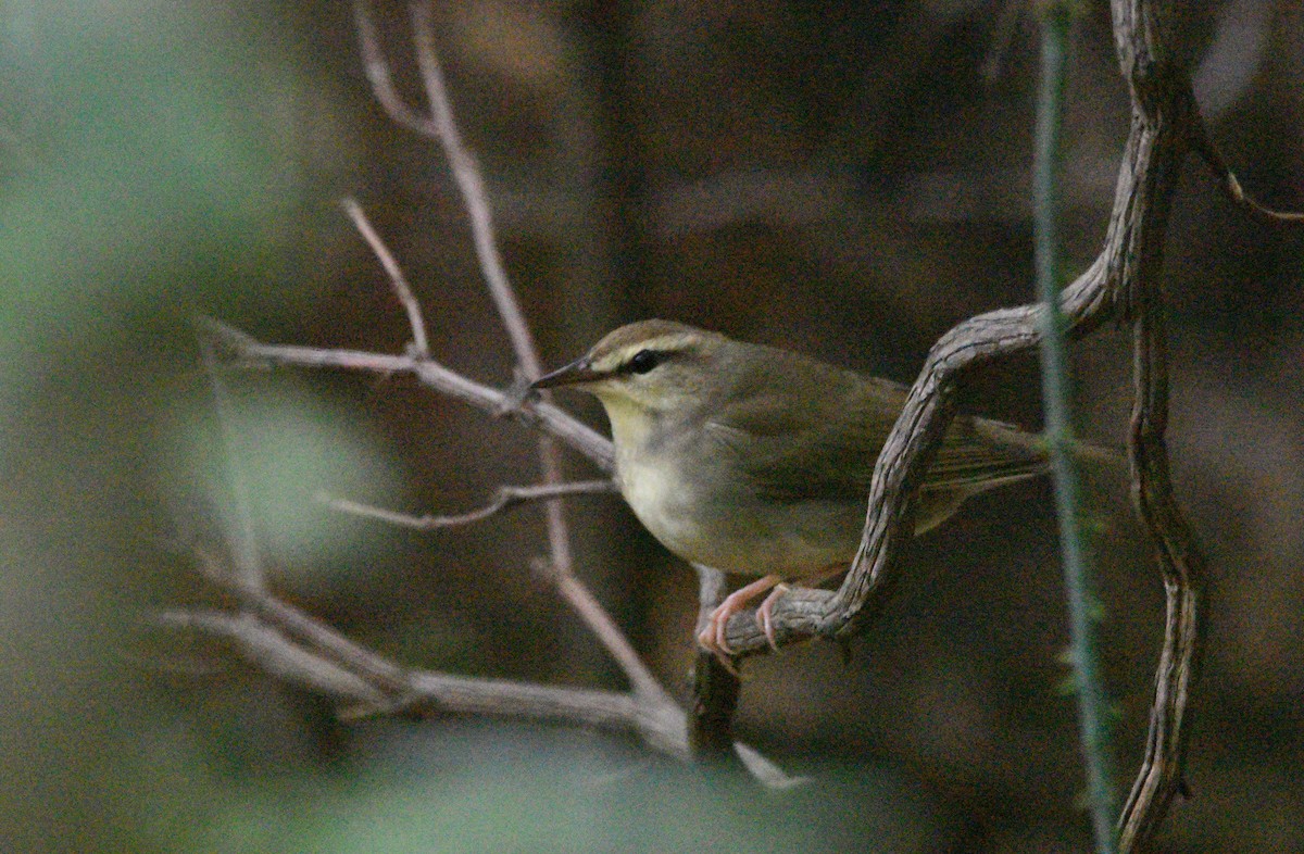 Swainson's Warbler - ML643253397