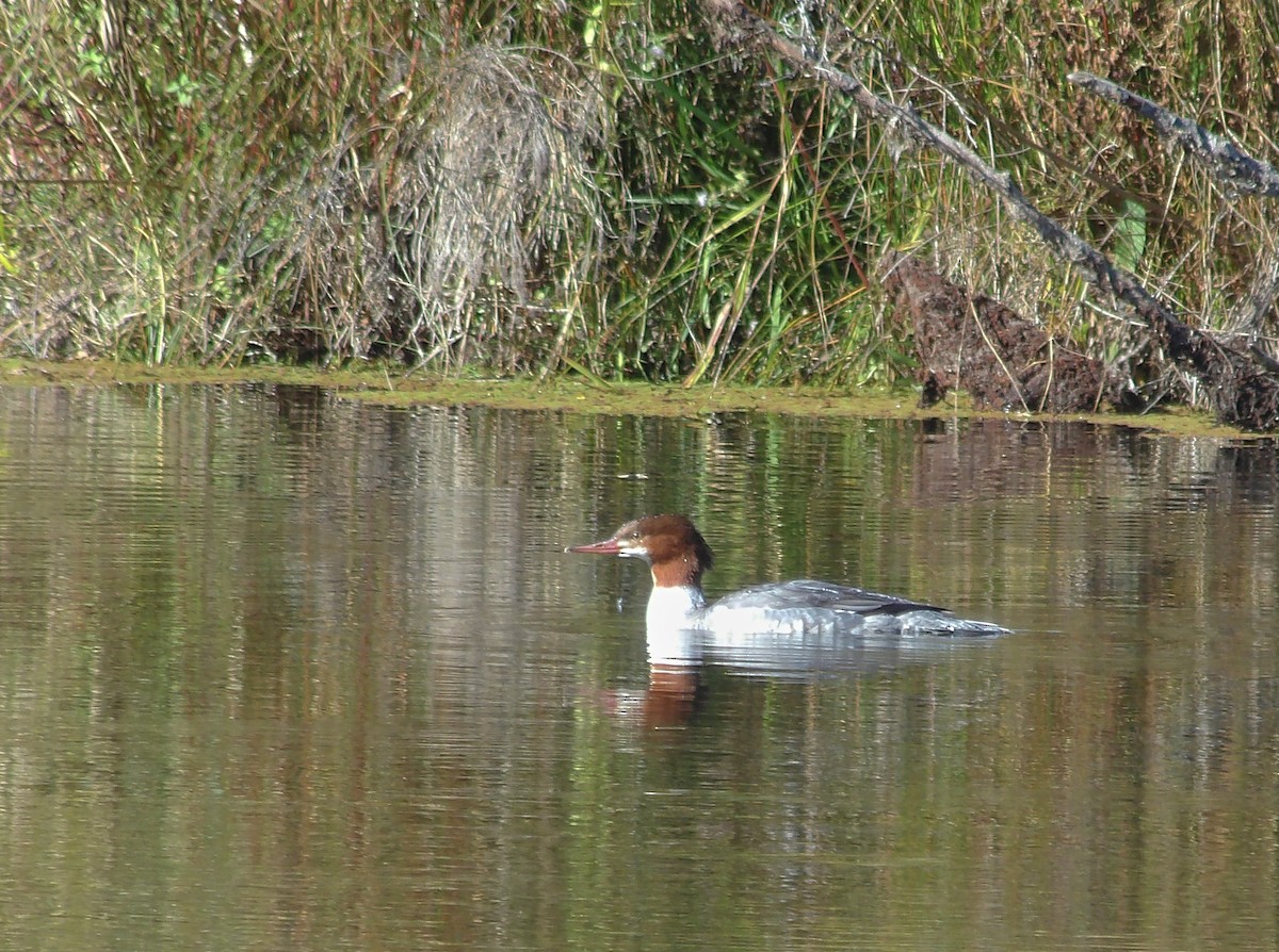 Хумхин бохио - ML643253398