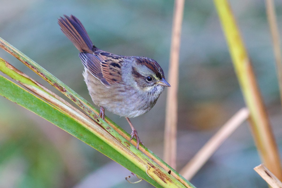 Swamp Sparrow - ML643253400