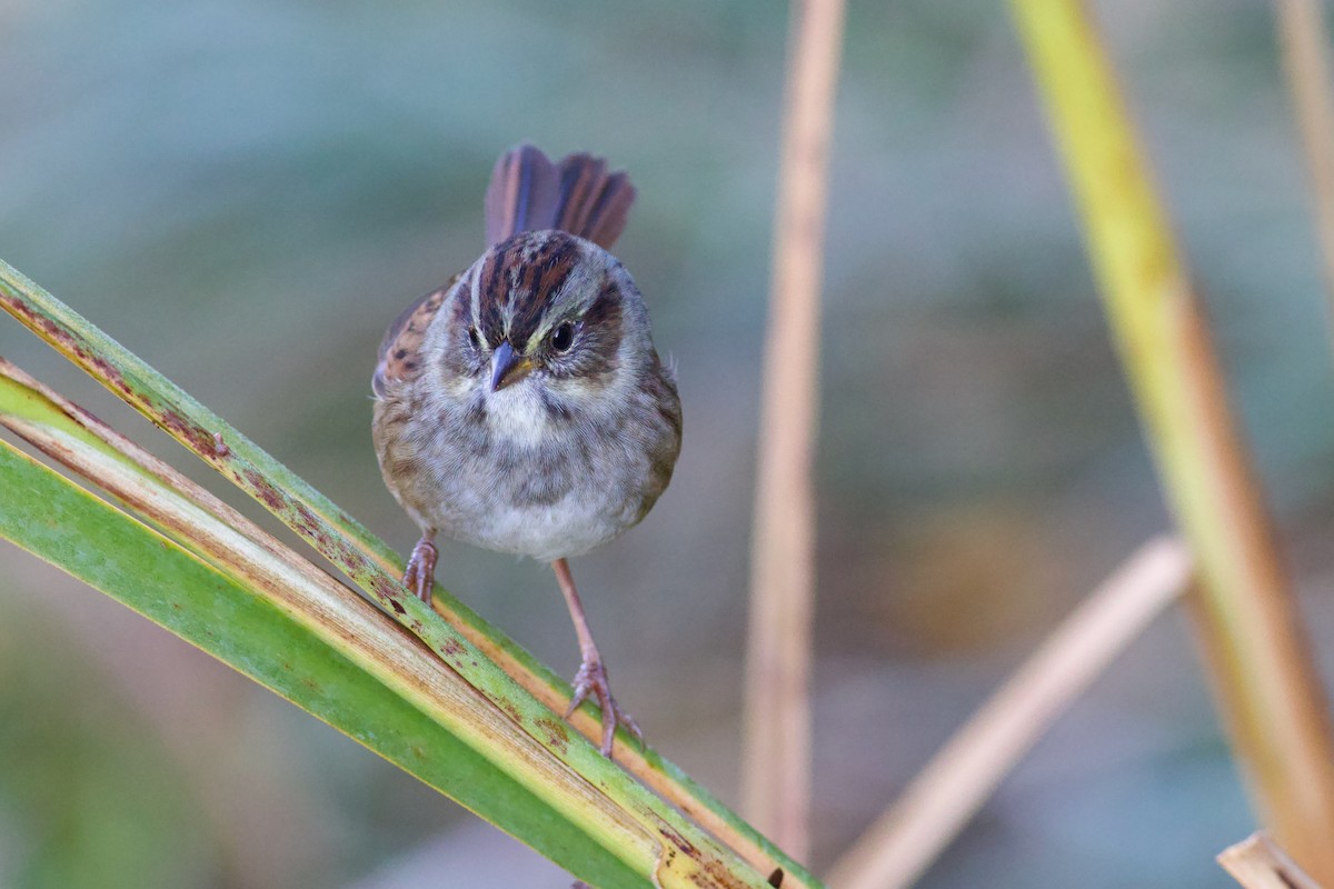 Swamp Sparrow - ML643253402