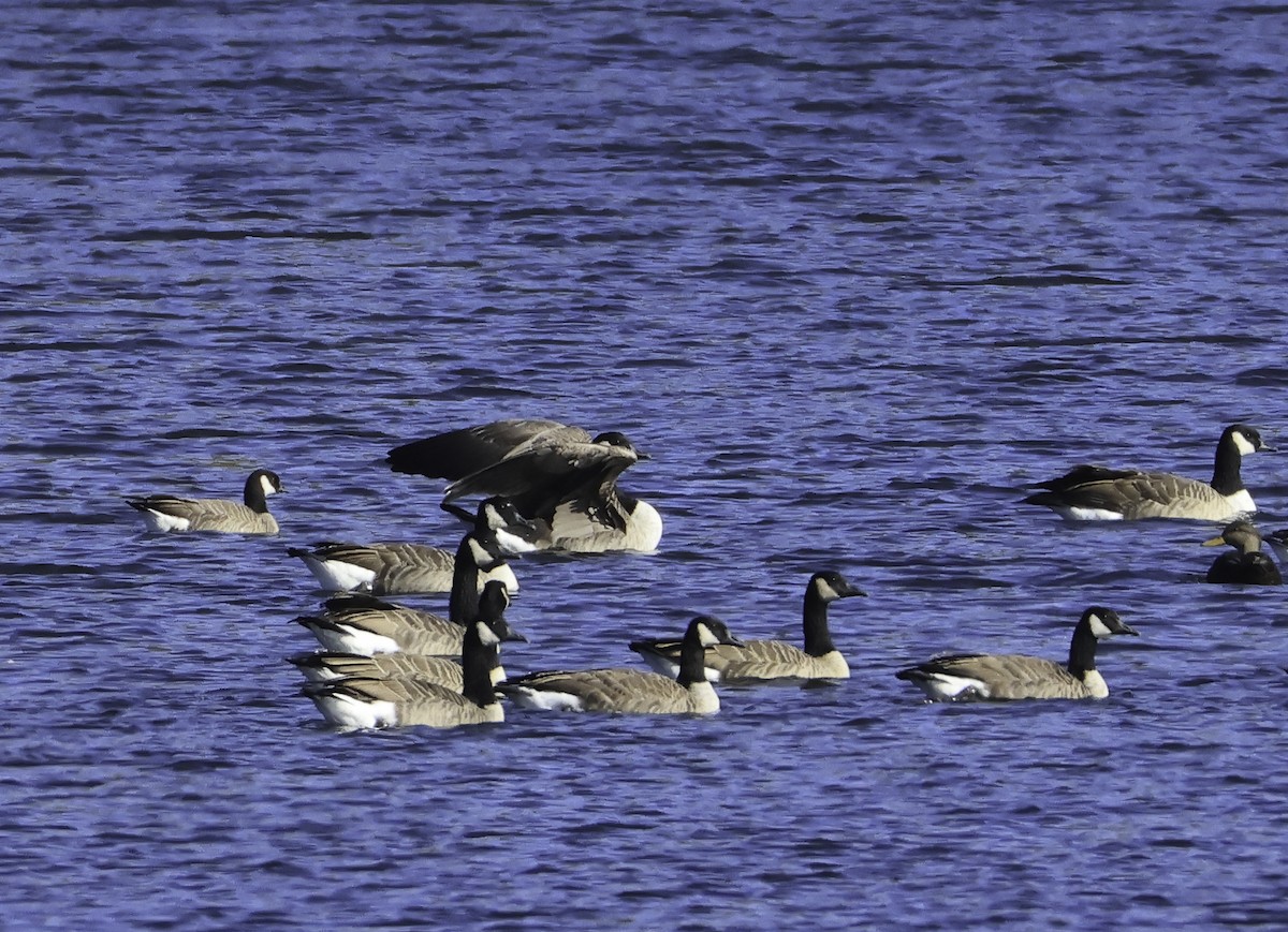 Cackling Goose - ML643253403