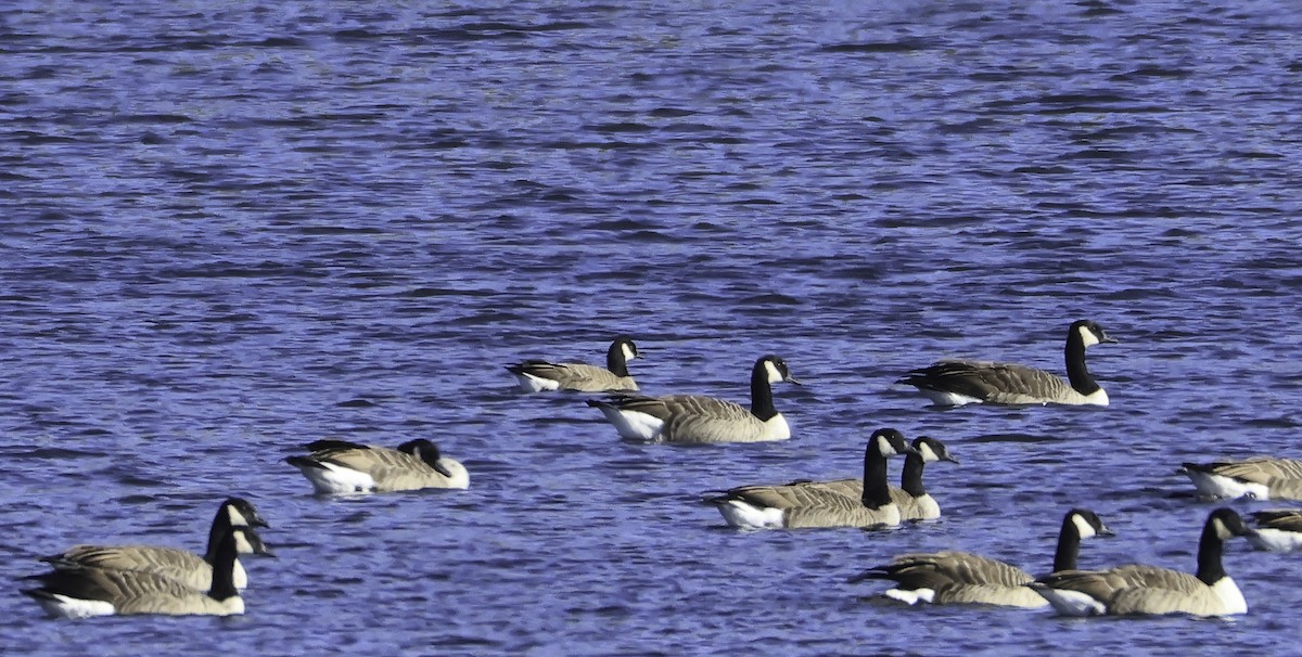 Cackling Goose - ML643253404