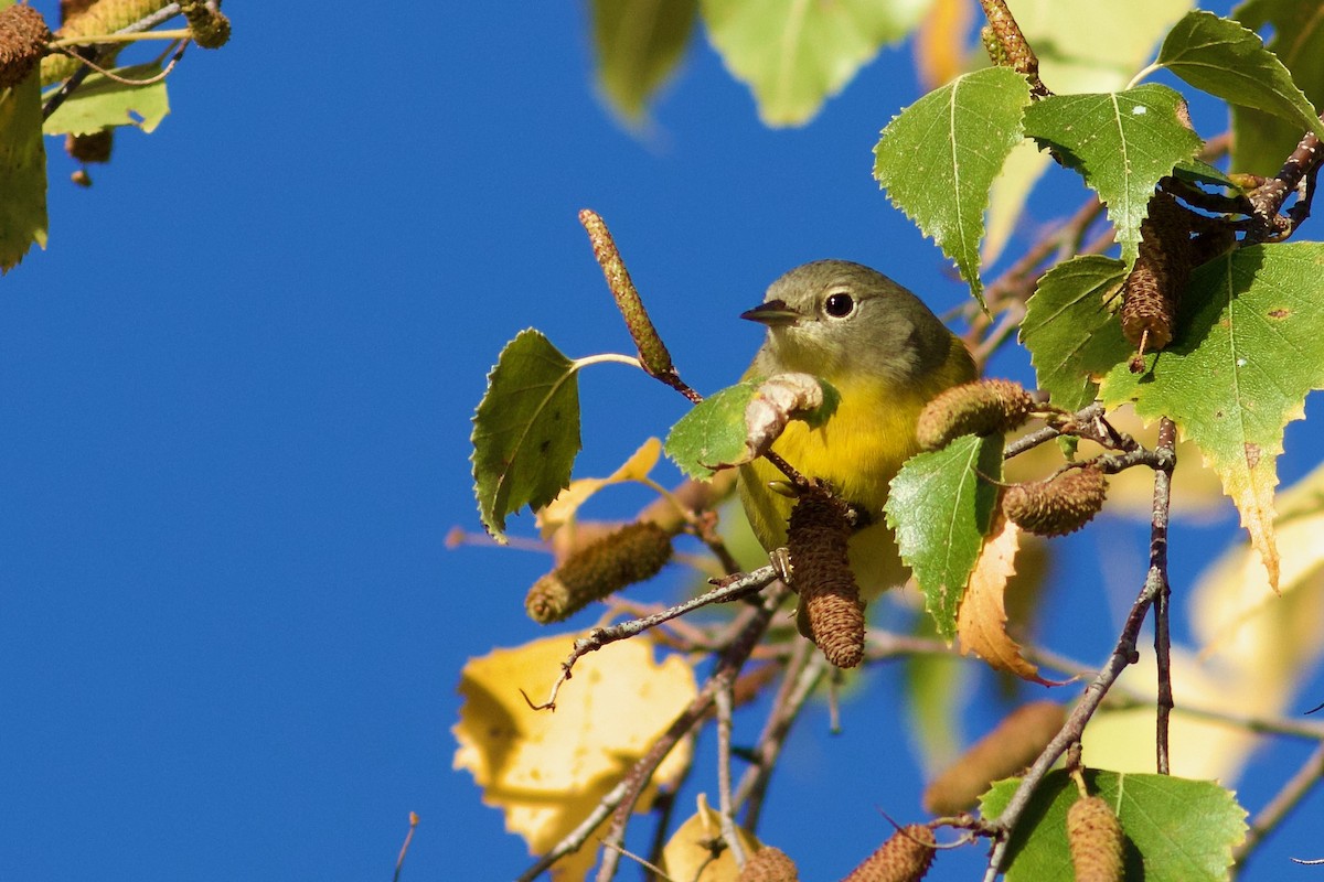 Nashville Warbler - ML643253407