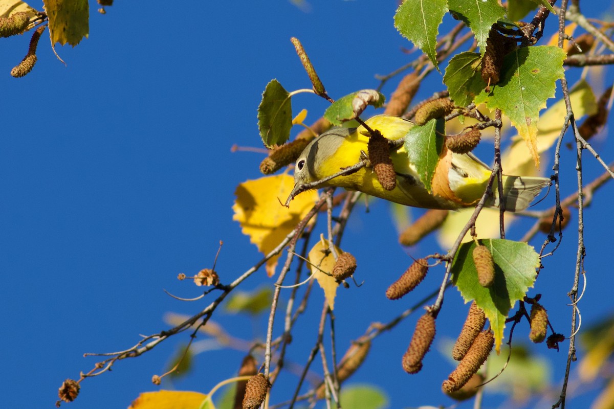 Nashville Warbler - ML643253409