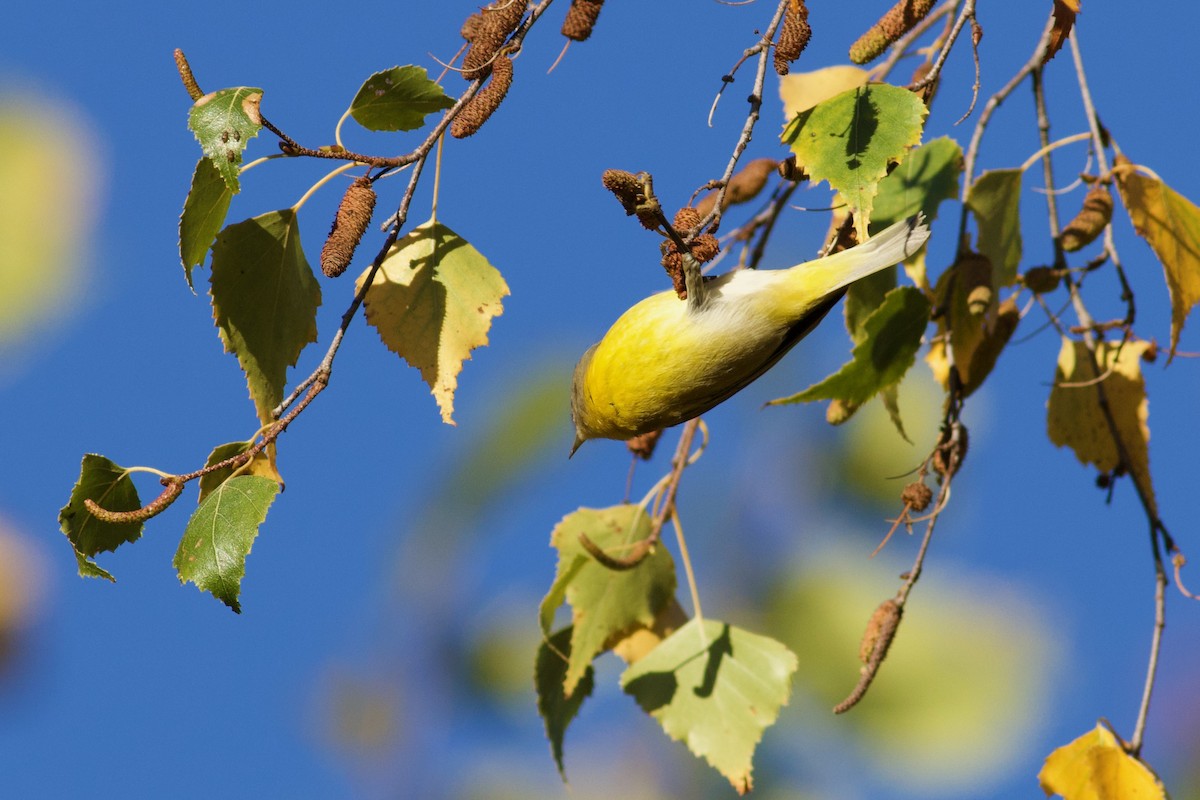 Nashville Warbler - ML643253411