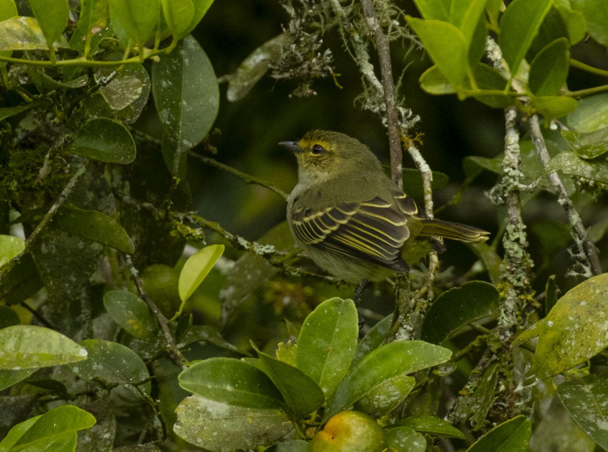 Tyranneau à face d'or - ML643253412