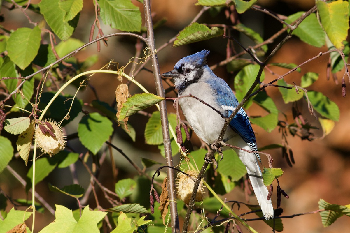 Blue Jay - ML643253420