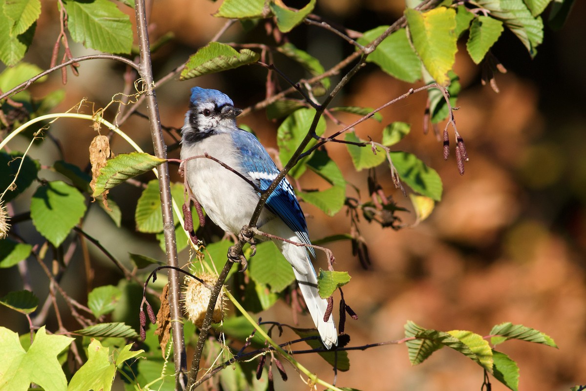 Blue Jay - ML643253421